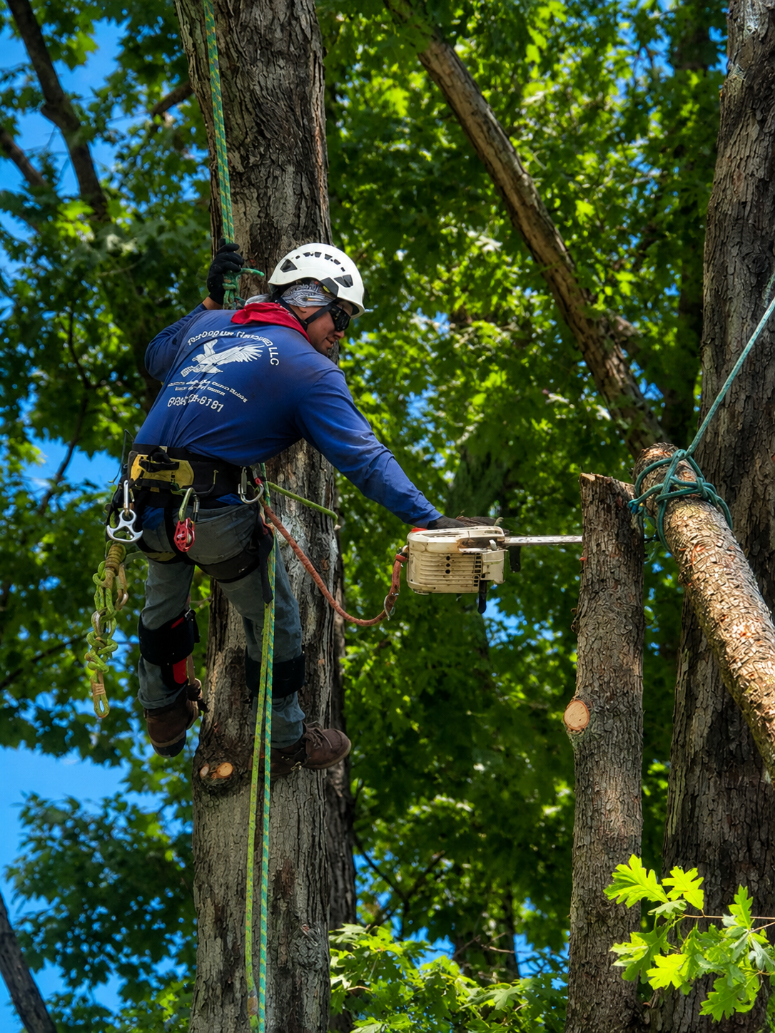 Rodriguez Tree Services 2